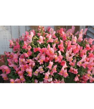 HB Snapdragon Candy Showers Pink 10" Hanging Basket