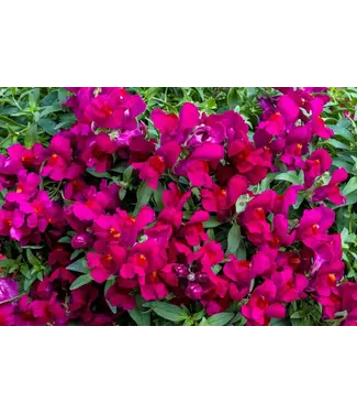 HB Snapdragon Candy Showers Purple 10" Hanging Basket