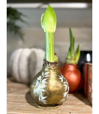 Hand-painted Gold Waxed Amaryllis Bulb with White Flower