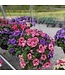 HB Assorted Blooming 10"