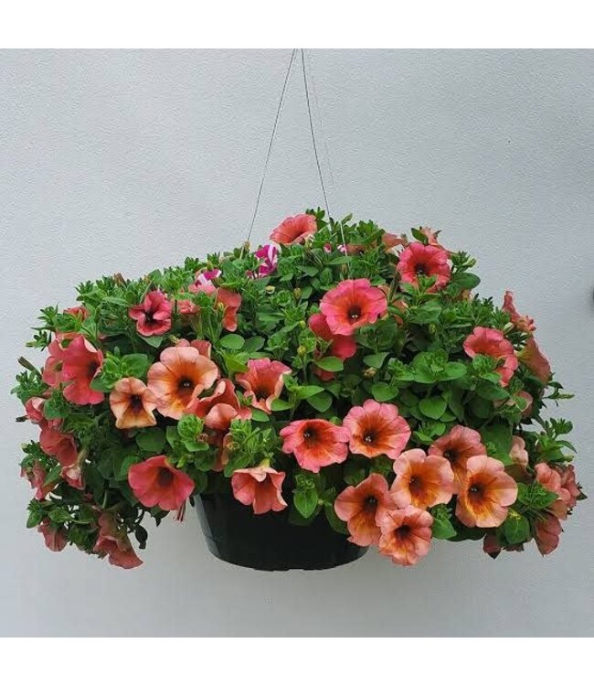HB Assorted Blooming 10"