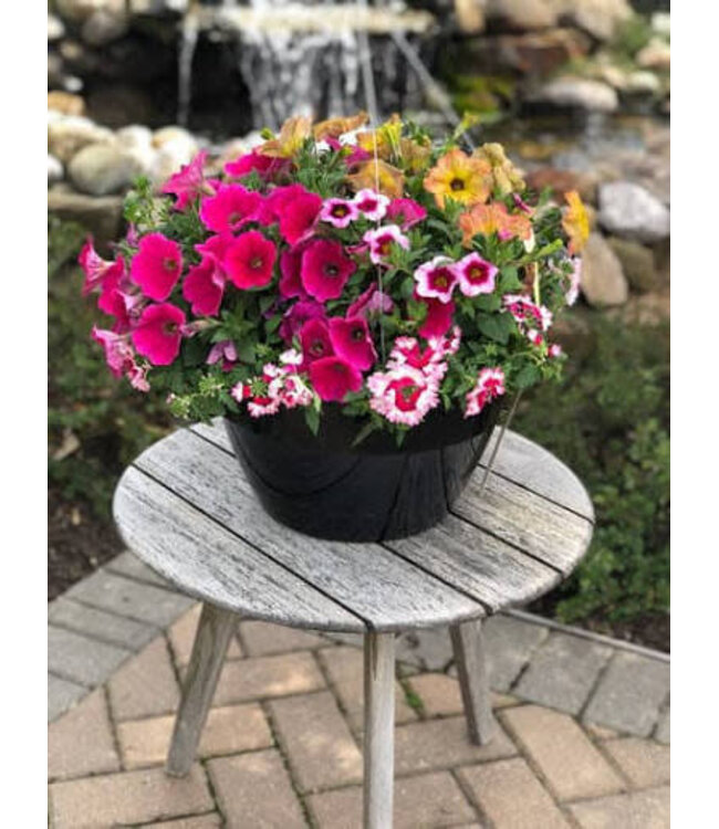 HB Assorted Blooming 10"
