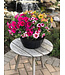 HB Assorted Blooming 10"