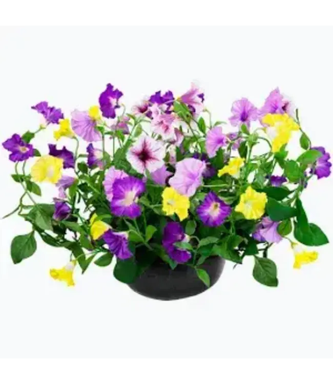 HB Assorted Blooming 10"