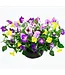 HB Assorted Blooming 10"