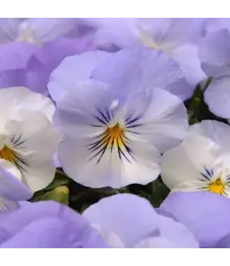 Pansy, Cool Wave Frost4"
