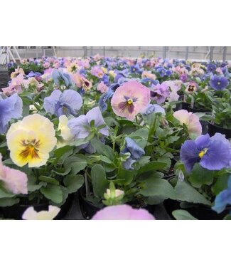 PANSY DELTA COTTON CANDY MIX 4"