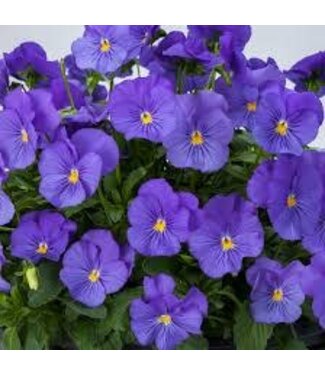 4" PANSY FREEFALL TRUE BLUE