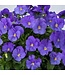 4" PANSY FREEFALL TRUE BLUE