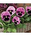 4"PANSY MAMMOTH PINK BERRY