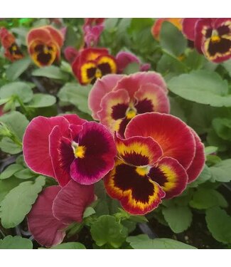 4" PANSY MAMMOTH SANGRIA PUNCH