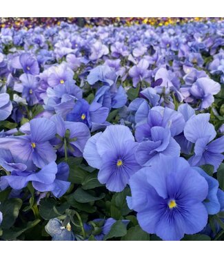 PANSY MATRIX LIGHT BLUE 4in
