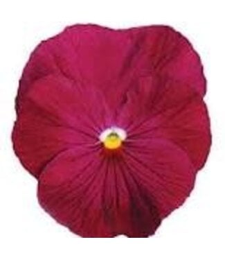 PANSY MATRIX ROSE 4in