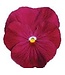 PANSY MATRIX ROSE 4in