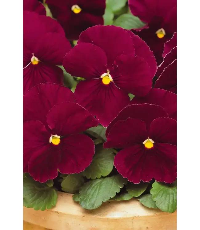 PANSY MATRIX ROSE 4in