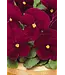 PANSY MATRIX ROSE 4in