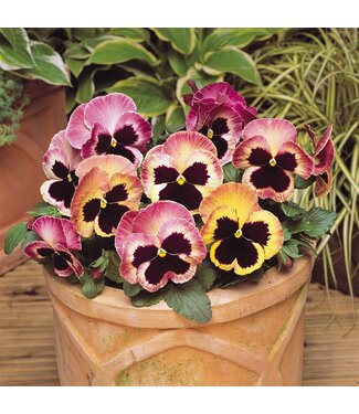 PANSY MATRIX SUNRISE 4in