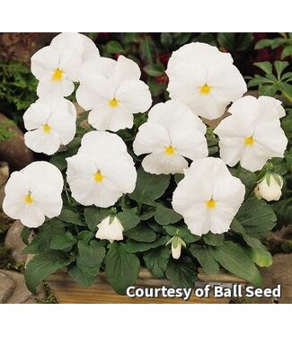PANSY MATRIX WHITE 4in