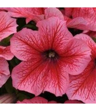 PETUNIA PRETTY GRAND CORAL 4"