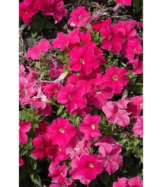 PETUNIA PRETTY GRAND DEEP PINK 4"