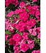 PETUNIA PRETTY GRAND DEEP PINK 4"
