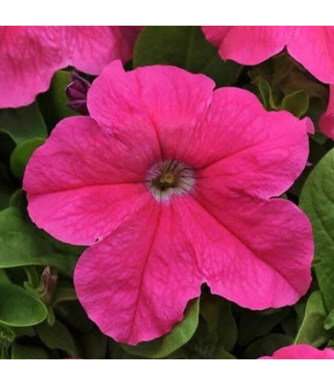 PETUNIA PRETTY GRAND DEEP PINK 4"