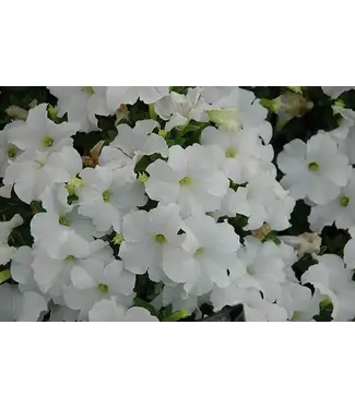 Petunia Pretty Grand 4” White