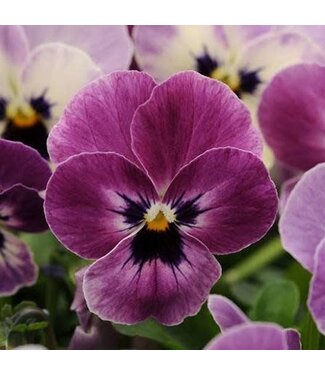 VIOLA SORBET XP RASPBERRY 4"