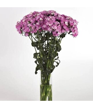DIANTHUS AMAZON LAVENDER MAGIC 6"