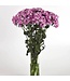 DIANTHUS AMAZON LAVENDER MAGIC 6"