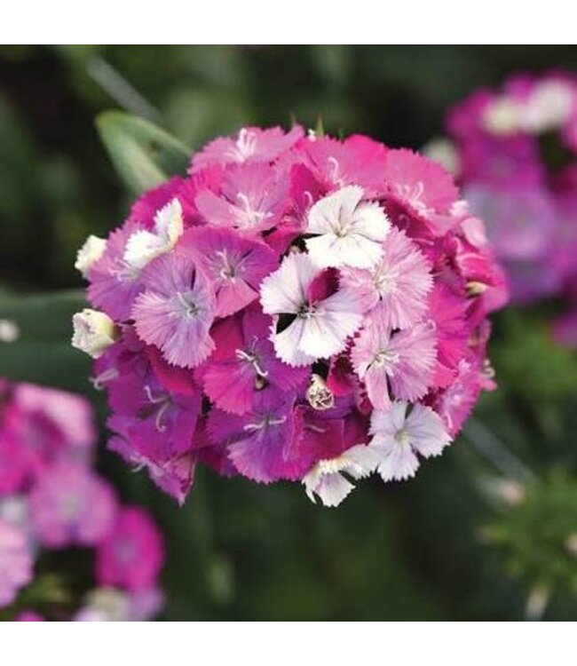 DIANTHUS AMAZON LAVENDER MAGIC 6"