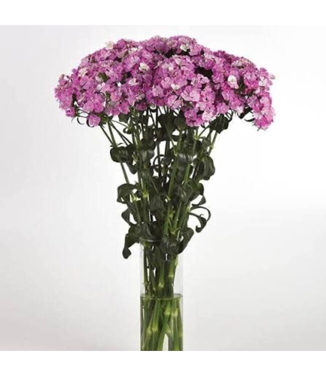 DIANTHUS AMAZON LAVENDER MAGIC 6"
