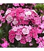 DIANTHUS AMAZON ROSE MAGIC 6"