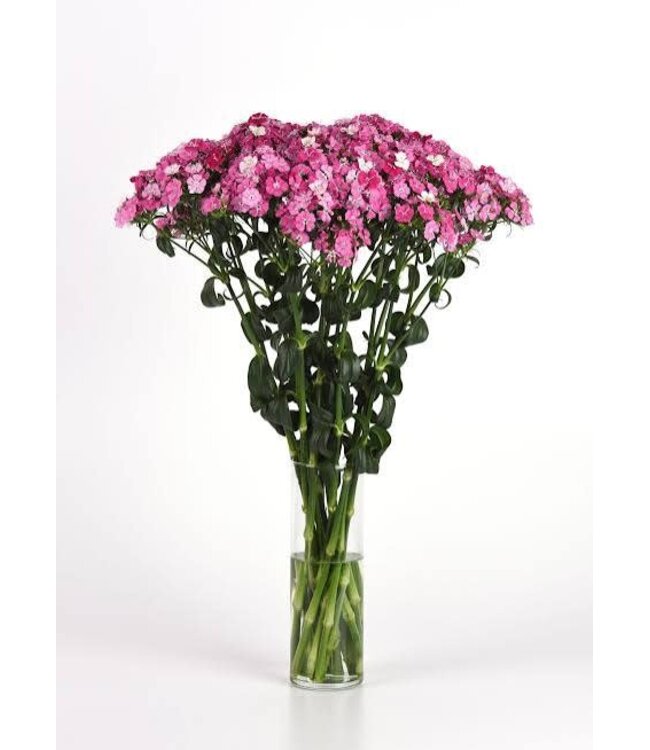 DIANTHUS AMAZON ROSE MAGIC 6"