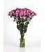 DIANTHUS AMAZON ROSE MAGIC 6"
