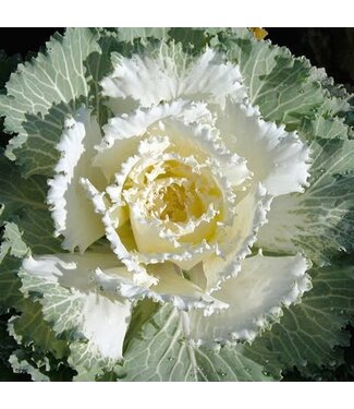 FLOWERING KALE BRIGHT & EARLY WHITE 6"