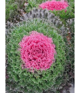 FLOWERING KALE GLAMOUR RED 6"