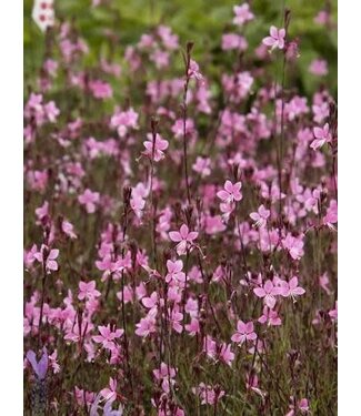 Gaura Steffi Dark Rose 6"