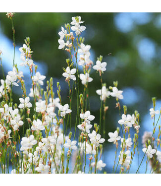 Gaura Steffi White 6"