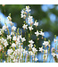 Gaura Steffi White 6"