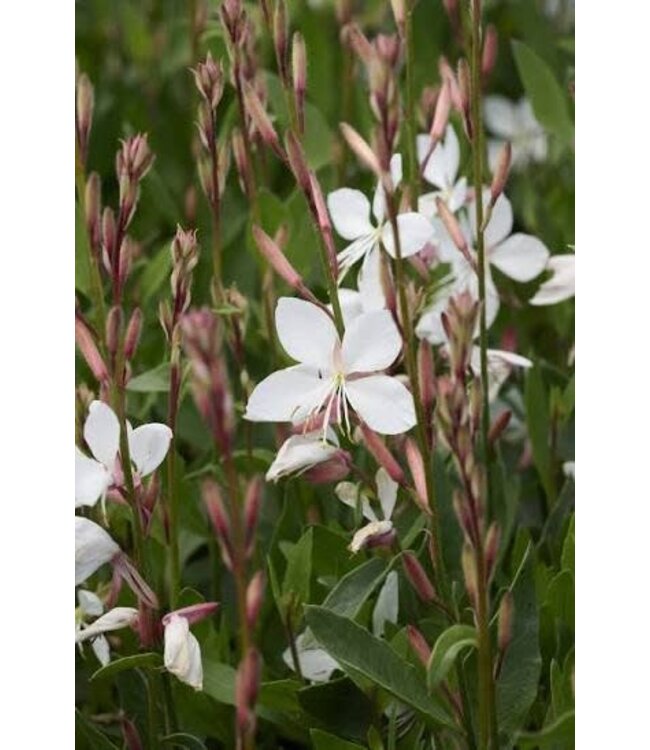 Gaura Steffi White 6"