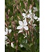 Gaura Steffi White 6"