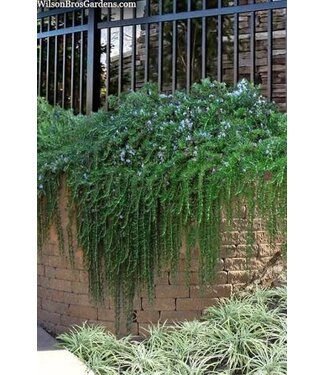 HERB ROSEMARY CREEPING 1G