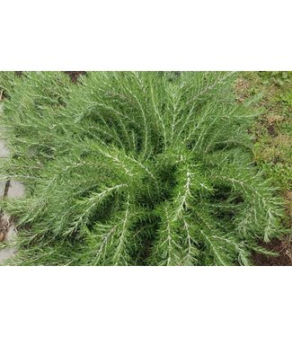 HERB ROSEMARY FOXTAIL 1G