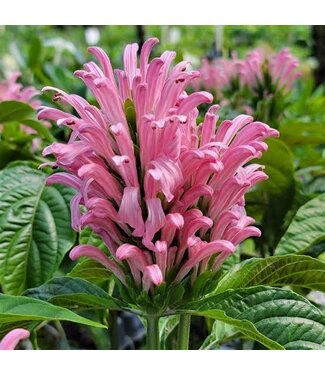 JACOBINA PINK 1G