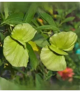 MASCAGNIA BUTTERFLY VINE 1G