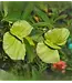 MASCAGNIA BUTTERFLY VINE 1G