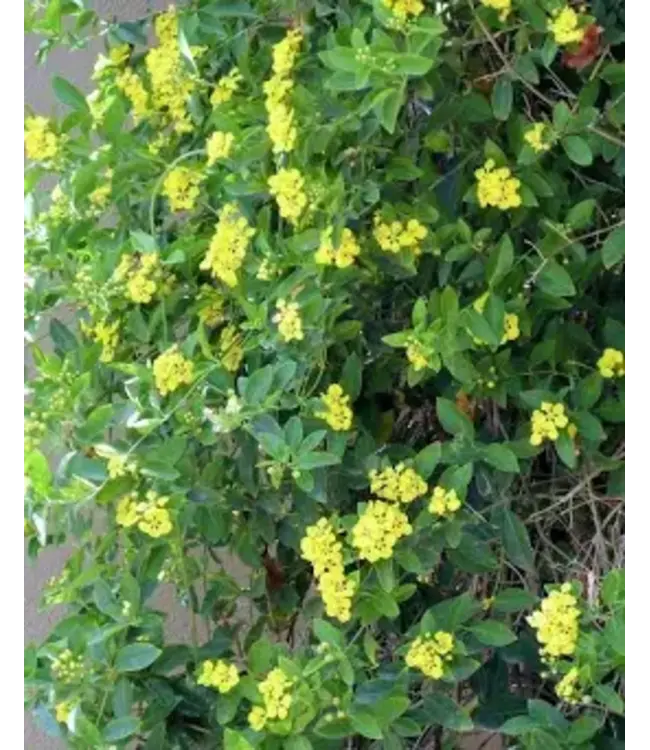 MASCAGNIA BUTTERFLY VINE 1G
