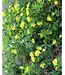 MASCAGNIA BUTTERFLY VINE 1G