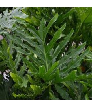 Philodendron Split Leaf – 1 gal.